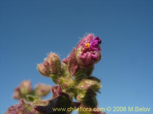 Image of Mirabilis sp. #2336 (). Click to enlarge parts of image.