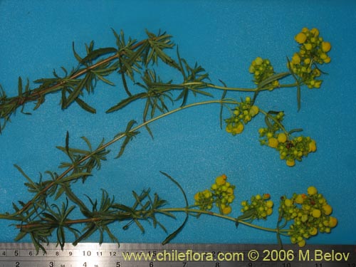 Image of Calceolaria thyrsiflora (Capachito). Click to enlarge parts of image.