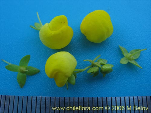Image of Calceolaria thyrsiflora (Capachito). Click to enlarge parts of image.