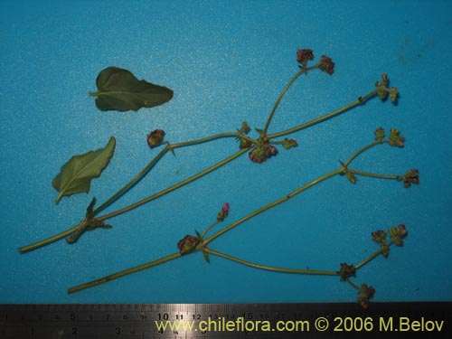 Image of Mirabilis sp. #2336 (). Click to enlarge parts of image.