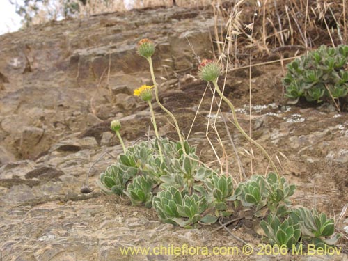 Image of Haplopappus sp. #1541 (). Click to enlarge parts of image.