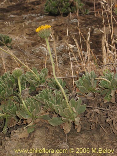 Image of Haplopappus sp. #1541 (). Click to enlarge parts of image.