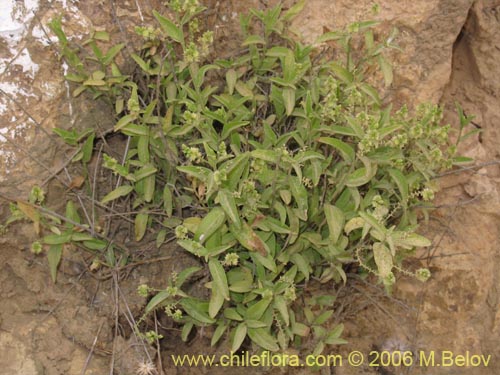 Image of Haplopappus sp. #1541 (). Click to enlarge parts of image.