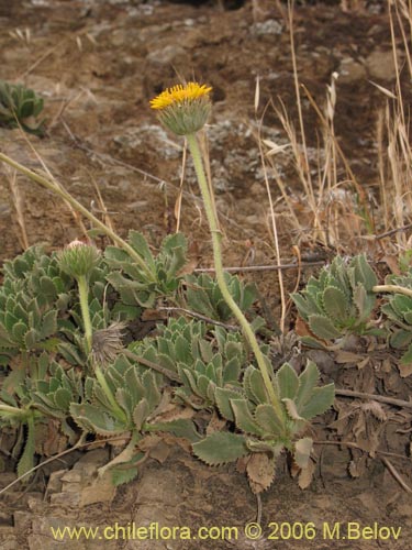 Image of Haplopappus sp. #1541 (). Click to enlarge parts of image.