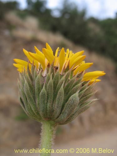 Image of Haplopappus sp. #1541 (). Click to enlarge parts of image.