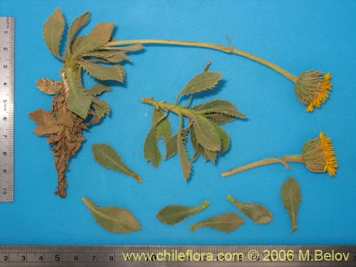 Image of Haplopappus sp. #1541 (). Click to enlarge parts of image.