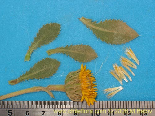 Image of Haplopappus sp. #1541 (). Click to enlarge parts of image.