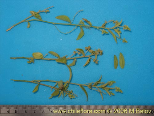 Bild von Argythamnia sp. #1393 (). Klicken Sie, um den Ausschnitt zu vergrössern.