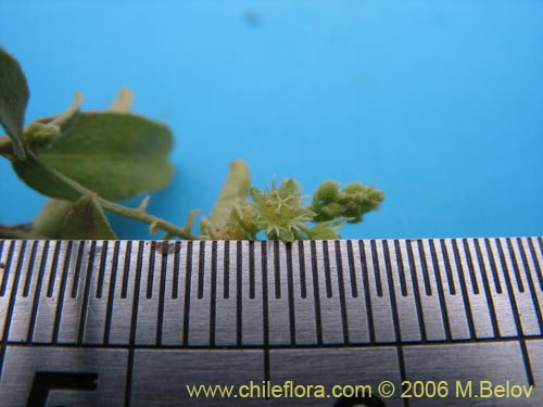 Bild von Argythamnia sp. #1393 (). Klicken Sie, um den Ausschnitt zu vergrössern.