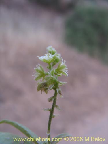 Bild von Argythamnia sp. #1393 (). Klicken Sie, um den Ausschnitt zu vergrössern.