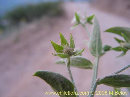 Bild von Argythamnia sp. #1393 (). Klicken Sie, um den Ausschnitt zu vergrössern.