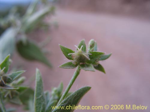 Bild von Argythamnia sp. #1393 (). Klicken Sie, um den Ausschnitt zu vergrössern.