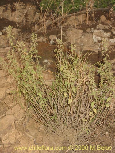 Bild von Argythamnia sp. #1393 (). Klicken Sie, um den Ausschnitt zu vergrössern.