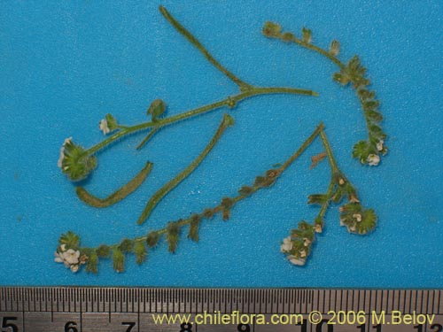 Boraginaceae sp. #2406의 사진