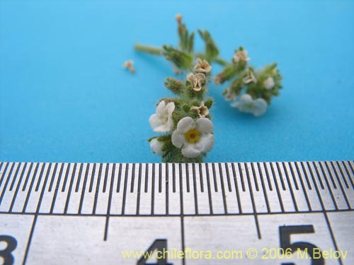 Boraginaceae sp. #2406의 사진