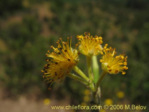 Image of Azara dentada (Aromo de Castilla / Corcolén). Click to enlarge parts of image.