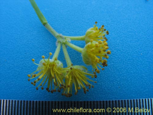 Image of Azara dentada (Aromo de Castilla / Corcolén). Click to enlarge parts of image.