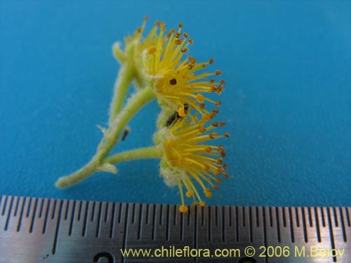 Image of Azara dentada (Aromo de Castilla / Corcolén). Click to enlarge parts of image.