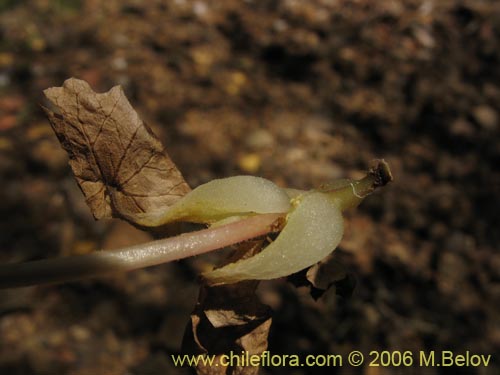 Image of Tetilla hydrocotylifolia (). Click to enlarge parts of image.
