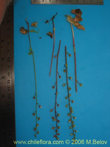 Image of Tetilla hydrocotylifolia (). Click to enlarge parts of image.