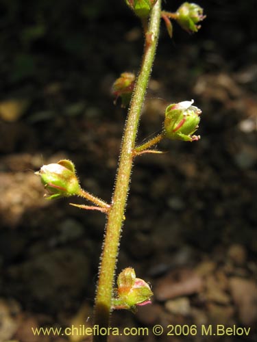 Image of Tetilla hydrocotylifolia (). Click to enlarge parts of image.