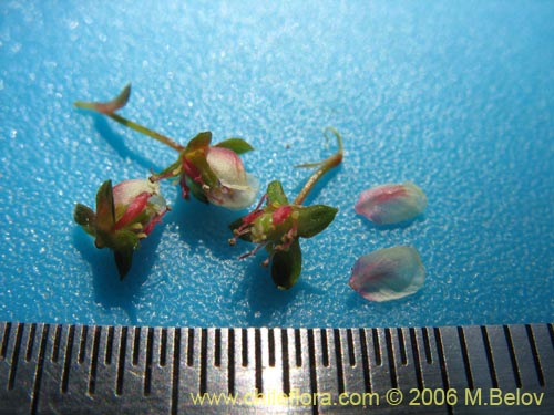 Image of Tetilla hydrocotylifolia (). Click to enlarge parts of image.