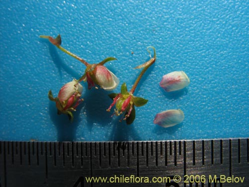 Image of Tetilla hydrocotylifolia (). Click to enlarge parts of image.