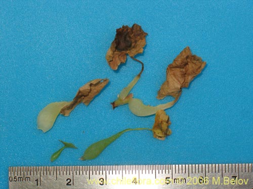 Image of Tetilla hydrocotylifolia (). Click to enlarge parts of image.