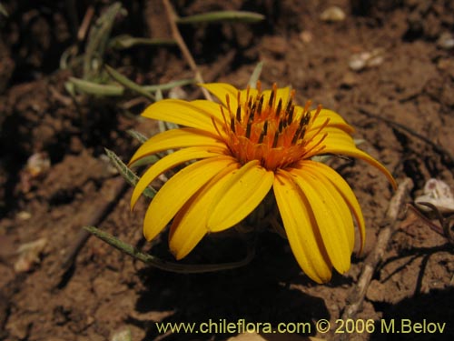 Image of Chaetanthera chilensis var. tenuifolia (). Click to enlarge parts of image.