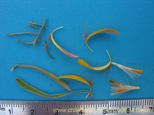 Image of Chaetanthera chilensis var. tenuifolia (). Click to enlarge parts of image.