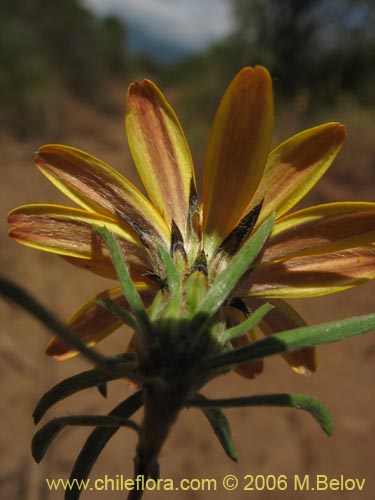 Image of Chaetanthera chilensis var. tenuifolia (). Click to enlarge parts of image.