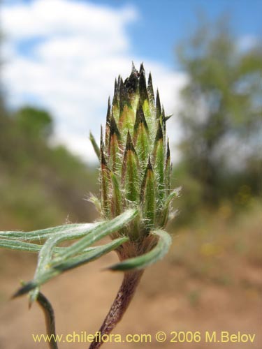 Image of Chaetanthera chilensis var. tenuifolia (). Click to enlarge parts of image.