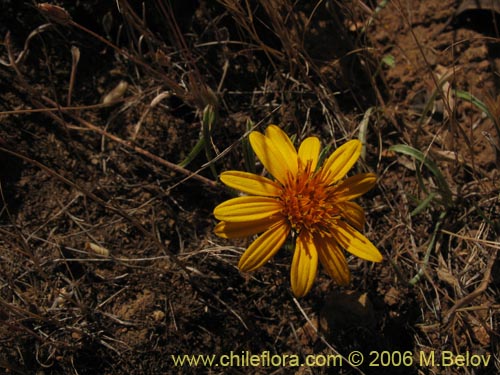 Image of Chaetanthera chilensis var. tenuifolia (). Click to enlarge parts of image.