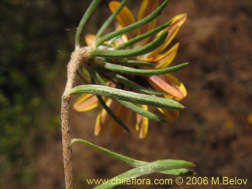 Image of Chaetanthera chilensis var. tenuifolia (). Click to enlarge parts of image.
