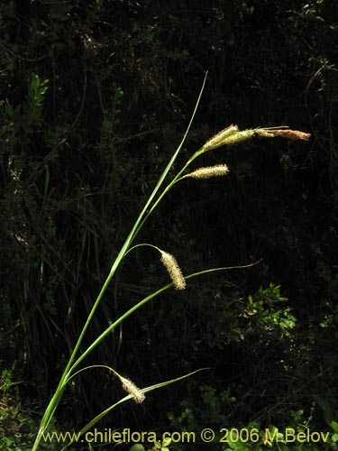 Carex sp. #1873的照片