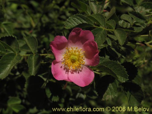 Image of Rosa moschata (Rosa mosqueta / Mosqueta / Rosa silvestre). Click to enlarge parts of image.
