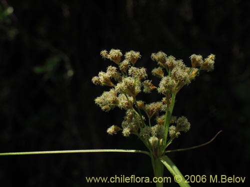 Bild von Cyperaceae sp. #1874 (). Klicken Sie, um den Ausschnitt zu vergrössern.