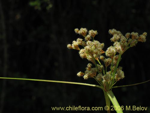 Image of Cyperaceae sp. #1874 (). Click to enlarge parts of image.