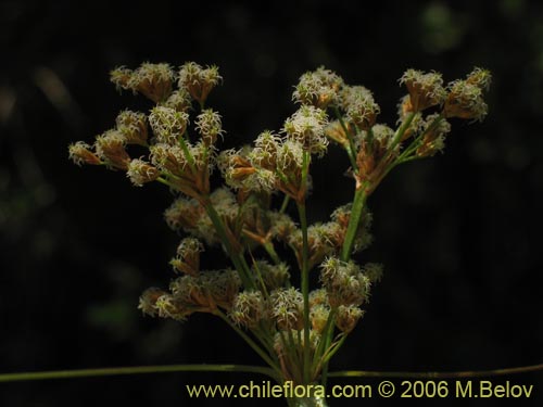 Image of Cyperaceae sp. #1874 (). Click to enlarge parts of image.