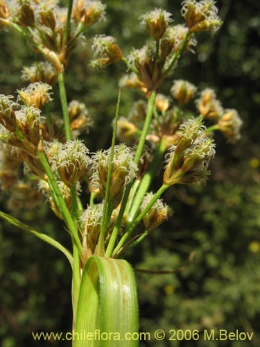 Image of Cyperaceae sp. #1874 (). Click to enlarge parts of image.