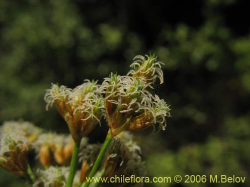 Image of Cyperaceae sp. #1874 (). Click to enlarge parts of image.