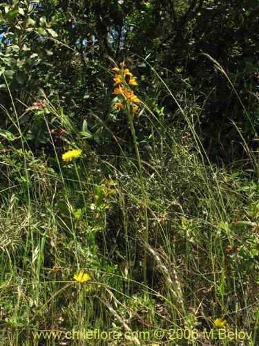 Chloraea alpina의 사진
