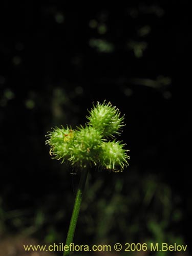 Bild von Sanicula crassicaulis (). Klicken Sie, um den Ausschnitt zu vergrössern.