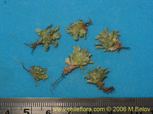 Image of Gamocheta sp. #1542 (). Click to enlarge parts of image.