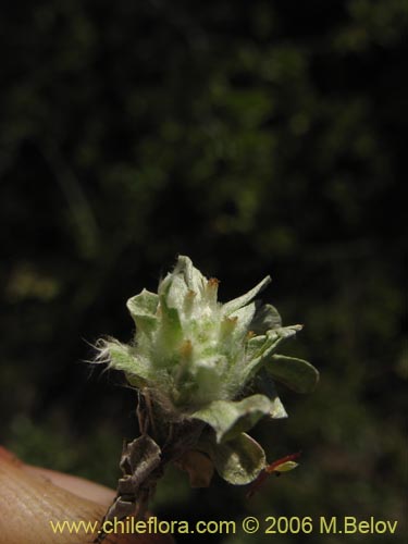 Image of Gamocheta sp. #1542 (). Click to enlarge parts of image.