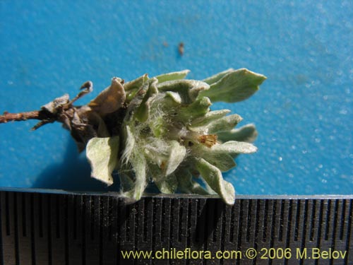 Bild von Gamocheta sp. #1542 (). Klicken Sie, um den Ausschnitt zu vergrössern.