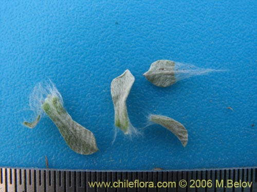 Bild von Gamocheta sp. #1542 (). Klicken Sie, um den Ausschnitt zu vergrössern.