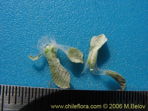 Bild von Gamocheta sp. #1542 (). Klicken Sie, um den Ausschnitt zu vergrössern.