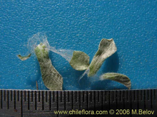 Bild von Gamocheta sp. #1542 (). Klicken Sie, um den Ausschnitt zu vergrössern.