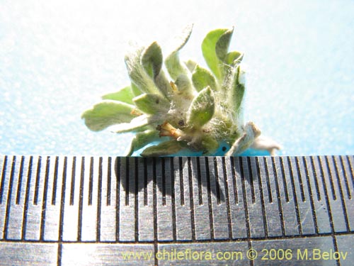 Bild von Gamocheta sp. #1542 (). Klicken Sie, um den Ausschnitt zu vergrössern.